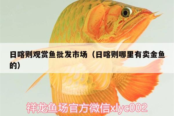 日喀則觀賞魚批發(fā)市場（日喀則哪里有賣金魚的） 觀賞魚批發(fā) 第1張