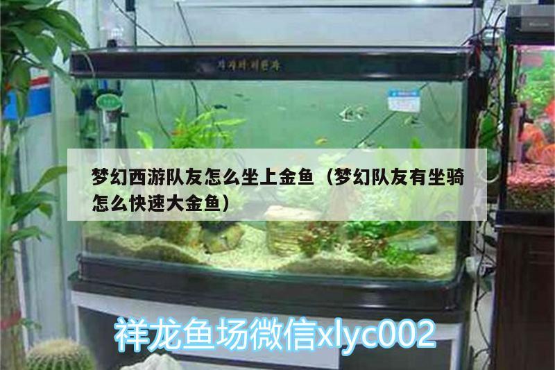 夢幻西游隊(duì)友怎么坐上金魚（夢幻隊(duì)友有坐騎怎么快速大金魚）