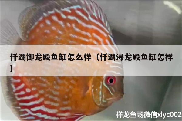 仟湖御龍殿魚缸怎么樣（仟湖潯龍殿魚缸怎樣） 仟湖 第1張