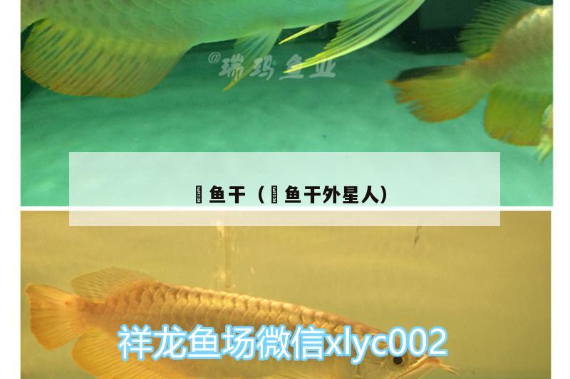 魟魚干（魟魚干外星人） 杰西卡恐龍魚 第3張