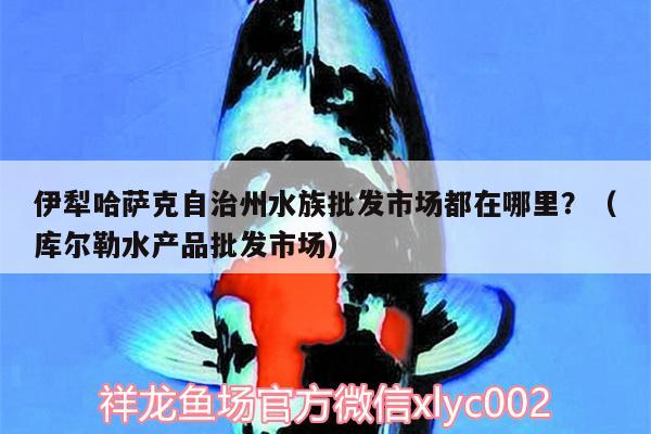 伊犁哈薩克自治州水族批發(fā)市場都在哪里？（庫爾勒水產(chǎn)品批發(fā)市場） 觀賞魚水族批發(fā)市場 第1張