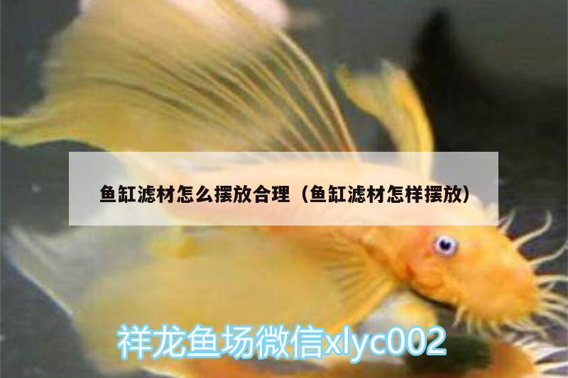 魚缸濾材怎么擺放合理（魚缸濾材怎樣擺放） 觀賞魚水族批發(fā)市場