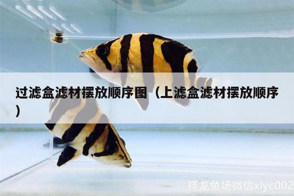 過濾盒濾材擺放順序圖（上濾盒濾材擺放順序） B級(jí)過背金龍魚 第1張