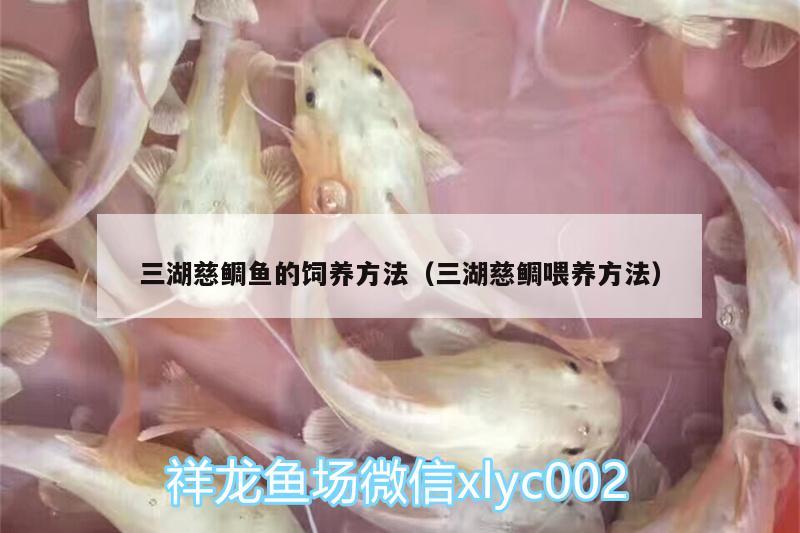 三湖慈鯛魚的飼養(yǎng)方法（三湖慈鯛喂養(yǎng)方法） 金三間魚 第1張