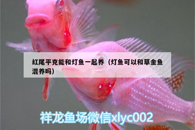 紅尾平克能和燈魚一起養(yǎng)（燈魚可以和草金魚混養(yǎng)嗎）