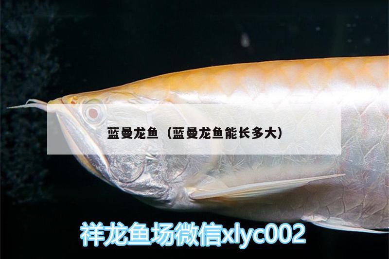 藍(lán)曼龍魚(yú)（藍(lán)曼龍魚(yú)能長(zhǎng)多大）