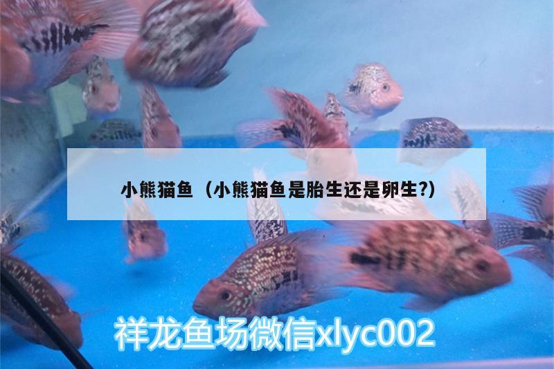 小熊貓魚（小熊貓魚是胎生還是卵生?） 女王大帆魚 第2張