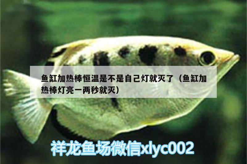 魚缸加熱棒恒溫是不是自己燈就滅了（魚缸加熱棒燈亮一兩秒就滅） 南美異型魚