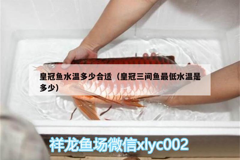 皇冠魚(yú)水溫多少合適（皇冠三間魚(yú)最低水溫是多少）