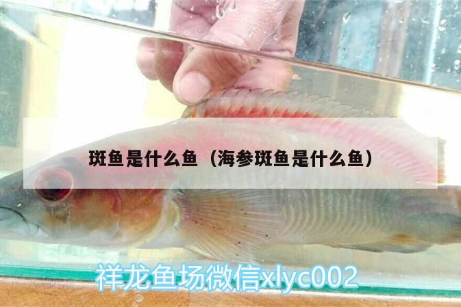 斑魚是什么魚（海參斑魚是什么魚） 金三間魚 第2張