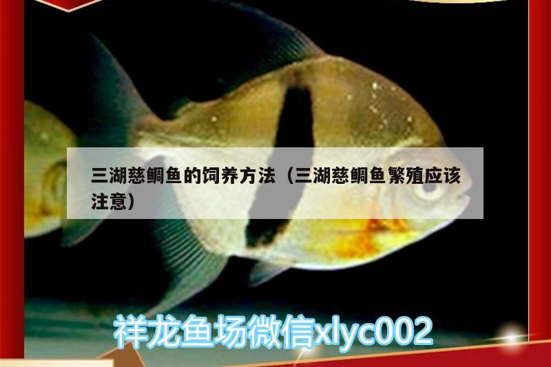 三湖慈鯛魚(yú)的飼養(yǎng)方法（三湖慈鯛魚(yú)繁殖應(yīng)該注意）