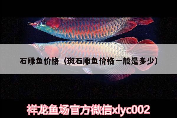 石雕魚價格（斑石雕魚價格一般是多少）