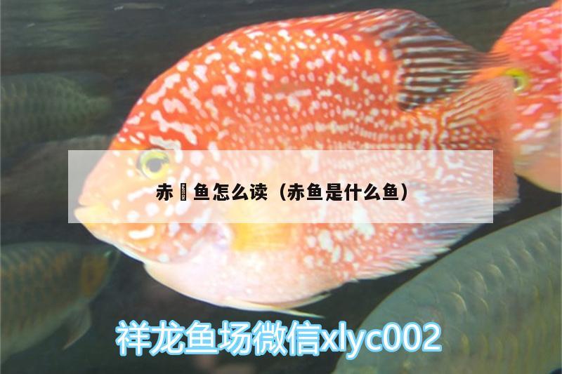 赤魟魚(yú)怎么讀（赤魚(yú)是什么魚(yú)）