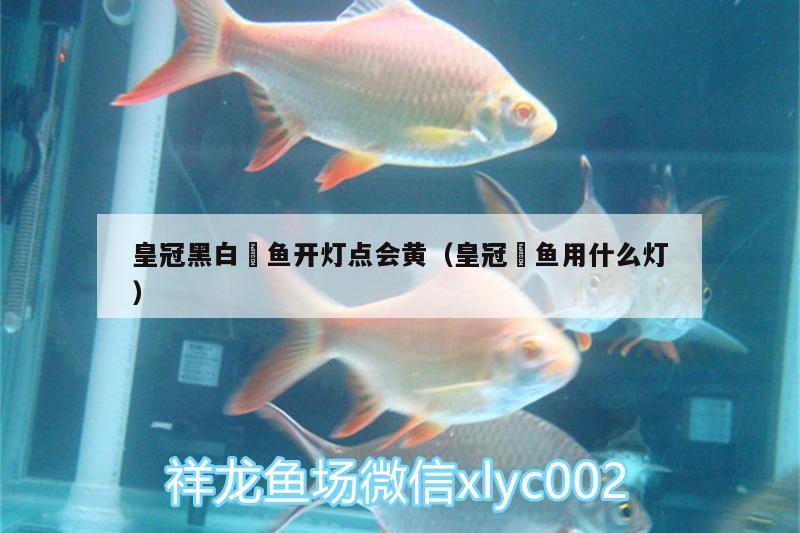 皇冠黑白魟魚開燈點(diǎn)會(huì)黃（皇冠魟魚用什么燈）