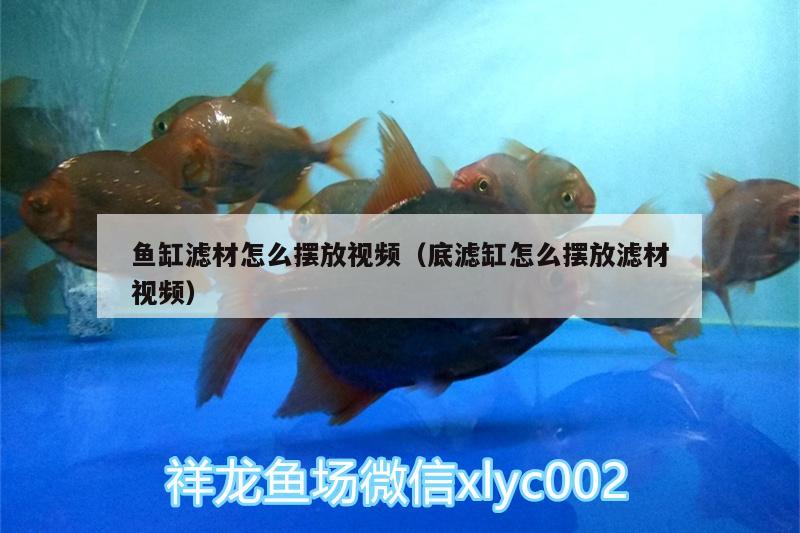 魚(yú)缸濾材怎么擺放視頻（底濾缸怎么擺放濾材視頻） 祥龍超血紅龍魚(yú)