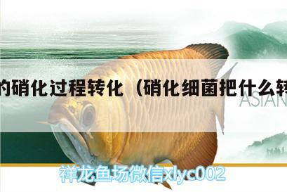 細菌的硝化過程轉(zhuǎn)化（硝化細菌把什么轉(zhuǎn)化成什么）