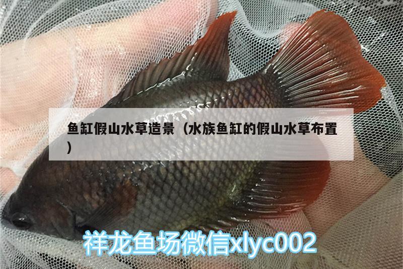 魚缸假山水草造景（水族魚缸的假山水草布置） 水草 第2張