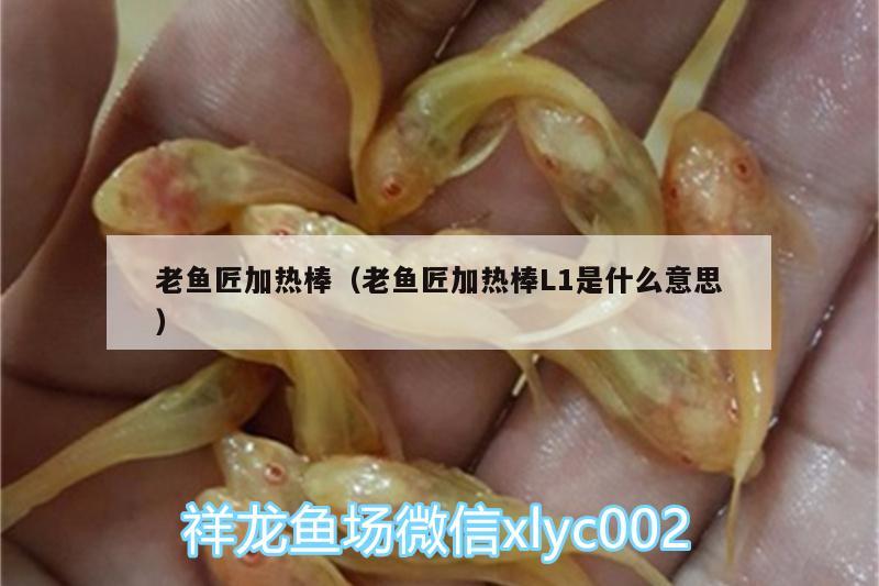 老魚匠加熱棒（老魚匠加熱棒L1是什么意思） 老魚匠 第1張