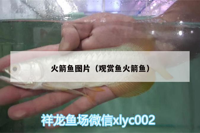 火箭魚圖片（觀賞魚火箭魚） 伊巴卡魚 第2張