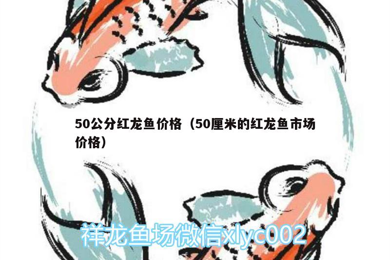 50公分紅龍魚價格（50厘米的紅龍魚市場價格）