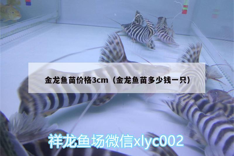 金龍魚苗價格3cm（金龍魚苗多少錢一只） 高背金龍魚 第3張