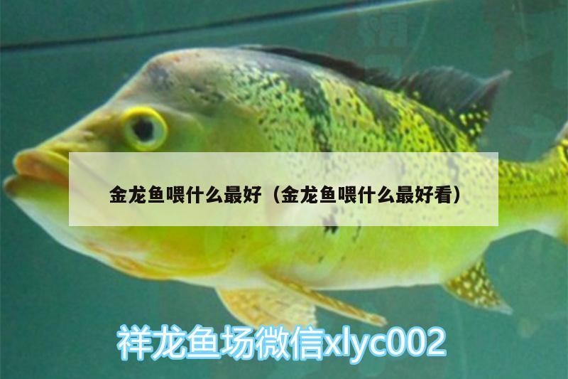 金龍魚喂什么最好（金龍魚喂什么最好看）