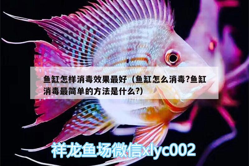 魚缸怎樣消毒效果最好（魚缸怎么消毒?魚缸消毒最簡單的方法是什么?） 小型觀賞魚 第2張