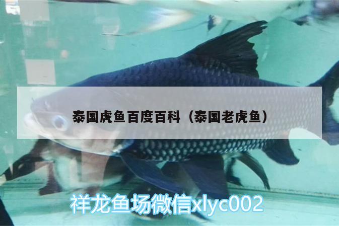 泰國虎魚百度百科（泰國老虎魚）