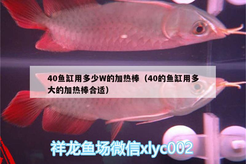 40魚缸用多少W的加熱棒（40的魚缸用多大的加熱棒合適）