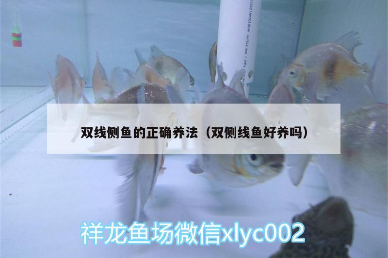 雙線側(cè)魚的正確養(yǎng)法（雙側(cè)線魚好養(yǎng)嗎） 雙線側(cè)魚 第2張