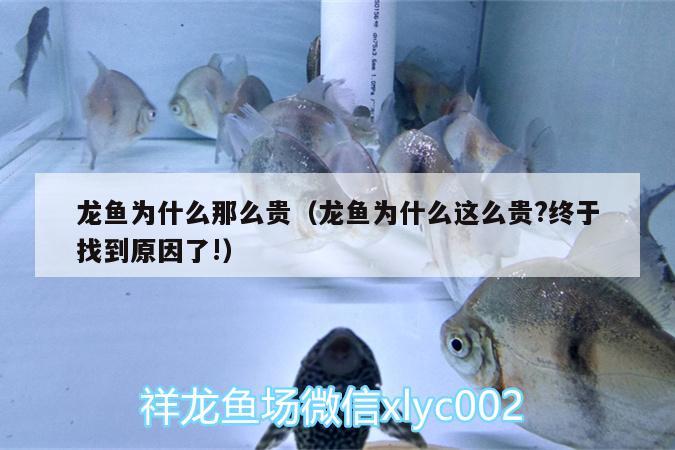 龍魚(yú)為什么那么貴（龍魚(yú)為什么這么貴?終于找到原因了!）