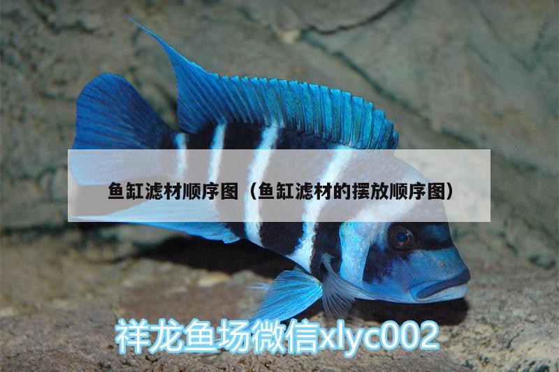 魚缸濾材順序圖（魚缸濾材的擺放順序圖） 黃金達摩魚