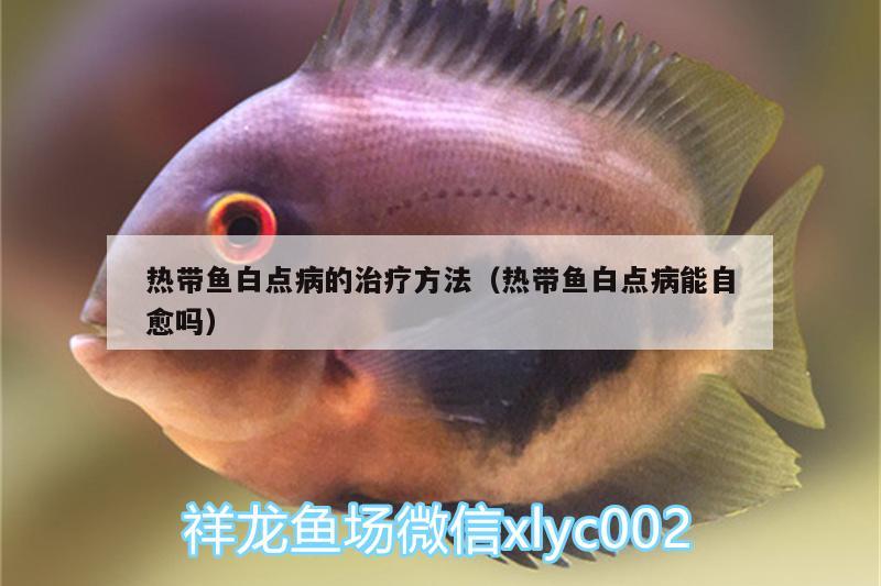 熱帶魚(yú)白點(diǎn)病的治療方法（熱帶魚(yú)白點(diǎn)病能自愈嗎） 薩伊藍(lán)魚(yú) 第1張