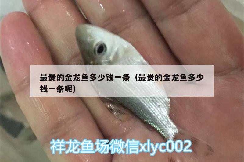 最貴的金龍魚多少錢一條（最貴的金龍魚多少錢一條呢）