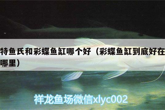 特魚氏和彩蝶魚缸哪個好（彩蝶魚缸到底好在哪里） 白條過背金龍魚