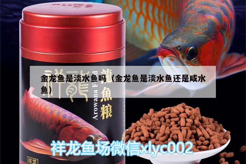 金龍魚是淡水魚嗎（金龍魚是淡水魚還是咸水魚）