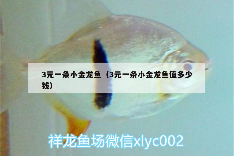 3元一條小金龍魚（3元一條小金龍魚值多少錢） 黃金達摩魚