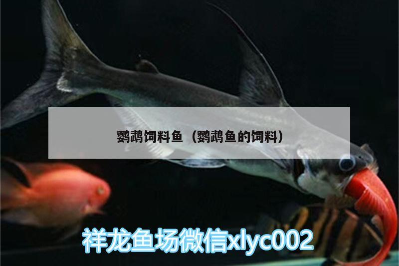 鸚鵡飼料魚(yú)（鸚鵡魚(yú)的飼料）