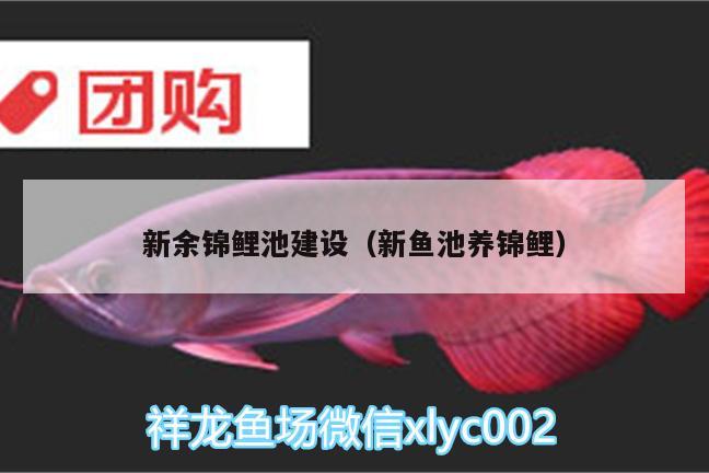 新余錦鯉池建設(shè)（新魚池養(yǎng)錦鯉） 觀賞魚飼料