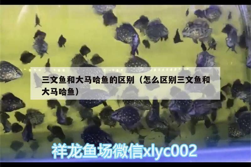 三文魚和大馬哈魚的區(qū)別（怎么區(qū)別三文魚和大馬哈魚）