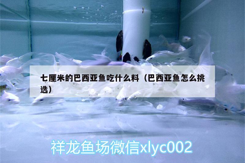 七厘米的巴西亞魚吃什么料（巴西亞魚怎么挑選） 巴西亞魚