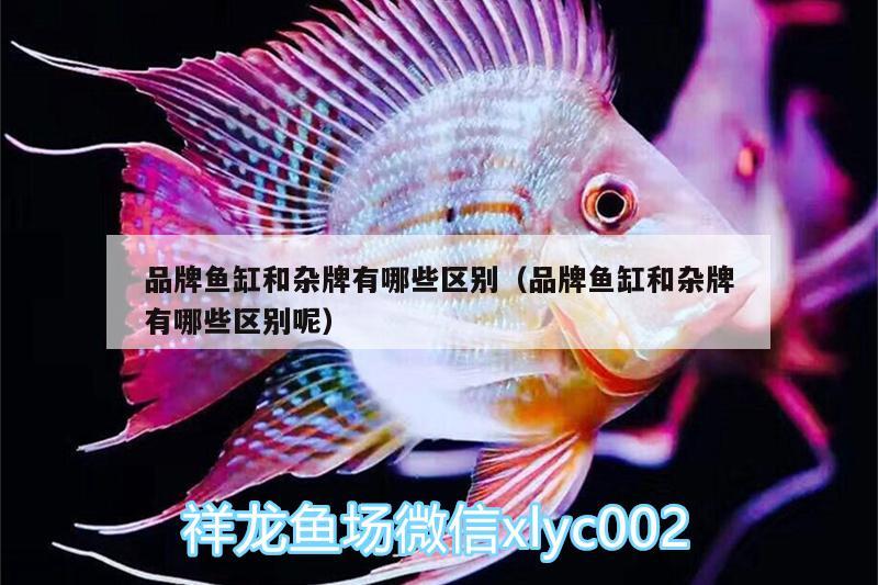 品牌魚缸和雜牌有哪些區(qū)別（品牌魚缸和雜牌有哪些區(qū)別呢）