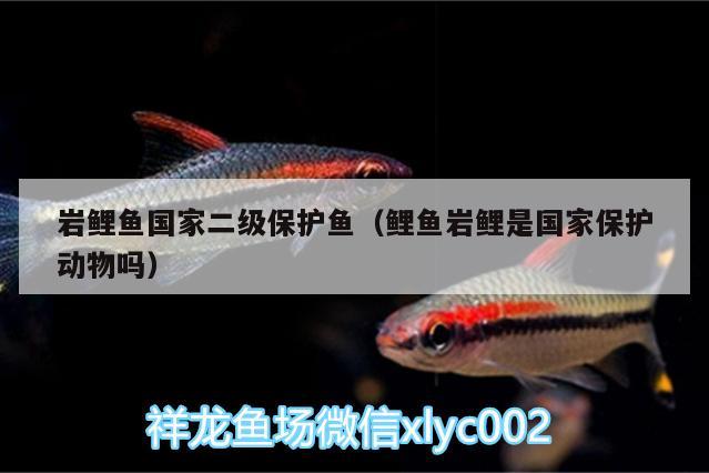 巖鯉魚國家二級(jí)保護(hù)魚（鯉魚巖鯉是國家保護(hù)動(dòng)物嗎） 魚缸清潔用具