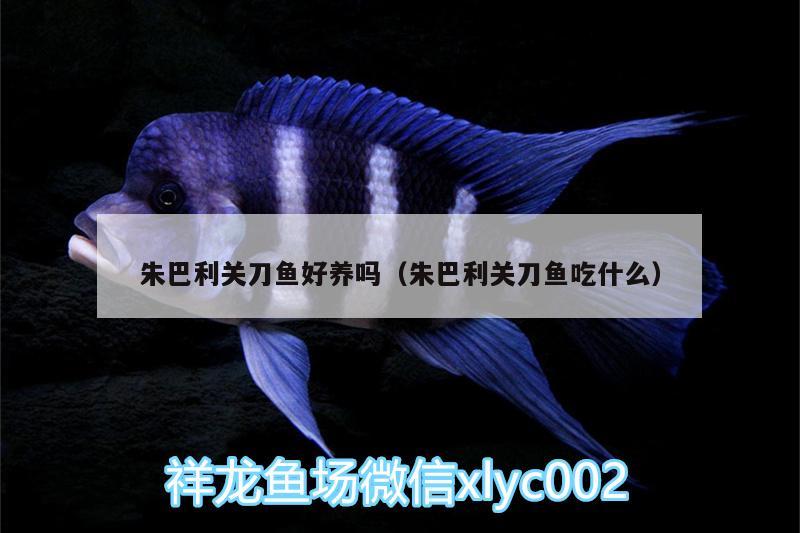 朱巴利關(guān)刀魚好養(yǎng)嗎（朱巴利關(guān)刀魚吃什么）