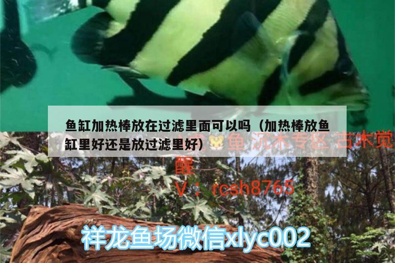 魚缸加熱棒放在過(guò)濾里面可以嗎（加熱棒放魚缸里好還是放過(guò)濾里好） 沖氧泵