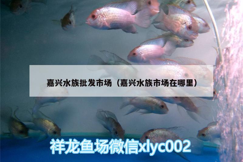 嘉興水族批發(fā)市場(chǎng)（嘉興水族市場(chǎng)在哪里）