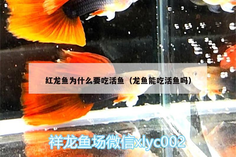 紅龍魚為什么要吃活魚（龍魚能吃活魚嗎）