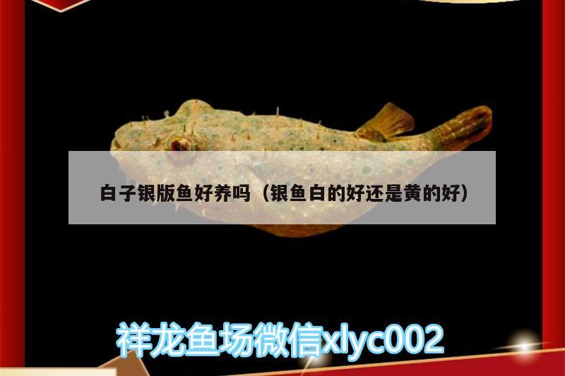 白子銀版魚好養(yǎng)嗎（銀魚白的好還是黃的好） 白子銀版魚