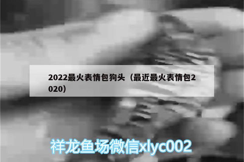 2022最火表情包狗頭（最近最火表情包2020） 野生地圖魚