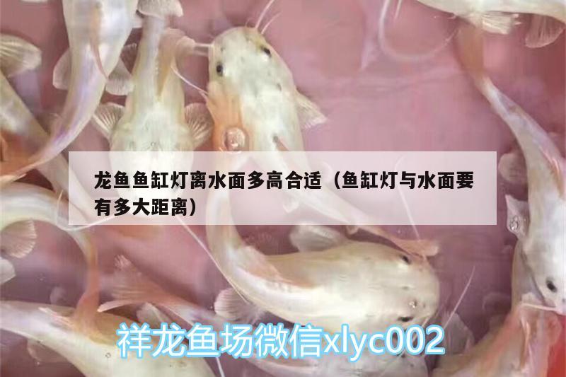 龍魚魚缸燈離水面多高合適（魚缸燈與水面要有多大距離） 南美異形觀賞魚